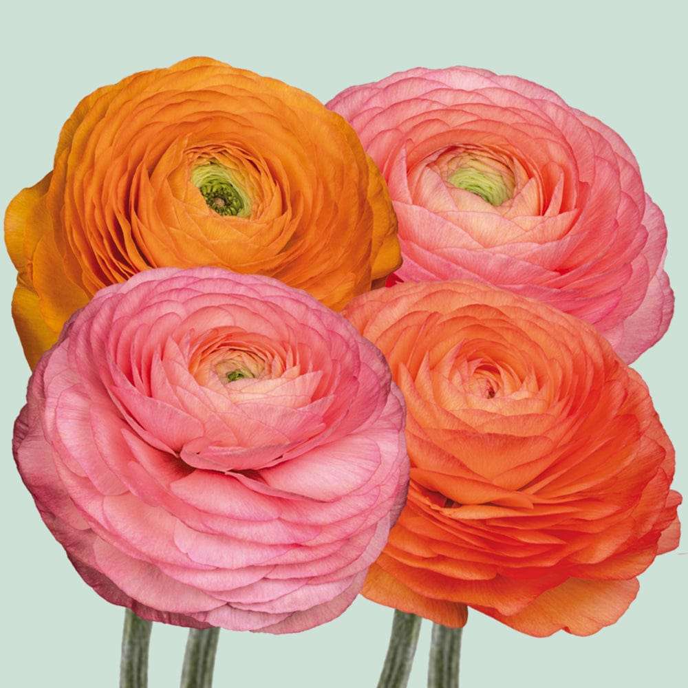 Ranunkelblandning 'Elegance Pastello Peach'